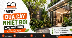 MEO DUA CAY XANH VAO NHA PHO